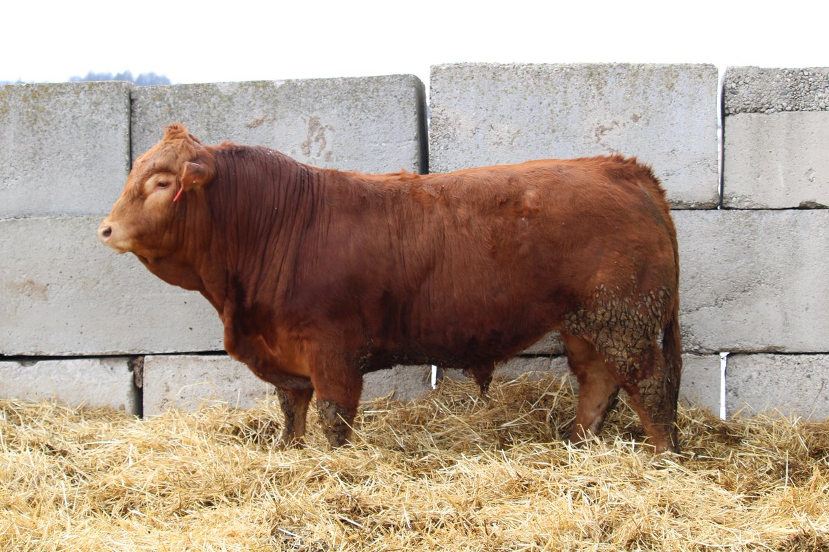 TaDomi Hunt (@carlsruhecattle) on Twitter photo We have an excellent set of red bulls available.
Semen tested
Carcass data collected
Polled, registered purebreds
All bulls carry 2 copies of the F94L gene.
<a href="/CDNLimousin/">Canadian Limousin</a> <a href="/BeefFarmersON/">Beef Farmers of Ontario</a> We have an excellent set of red bulls available.
Semen tested
Carcass data collected
Polled, registered purebreds
All bulls carry 2 copies of the F94L gene.
<a href="/CDNLimousin/">Canadian Limousin</a> <a href="/BeefFarmersON/">Beef Farmers of Ontario</a>