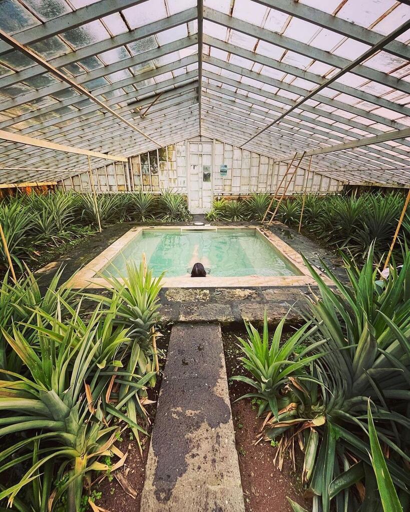 AzoresWhatElse's tweet image. Se gostaste do conteúdo partilha, deixa um um comentário e segue a conta do @azoreswhatelse 

Photo by @vitazores What is more relaxing than a hot #pool  in #pinapple #farm?

Is hard not to #fallinlove for the #azoreanlife

#senhoradarosahotel #azoresislands #paradiseisland …