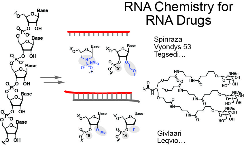 In the last decade a new class of RNA-based drugs  appeared. Chemists were key in the development of solid phase synthesis, protecting group tactics, nucleotide modification, chiral control and receptor-ligand binding #RNA #RNASpecialIssue #RNATherapeutics bit.ly/3IOPI1b