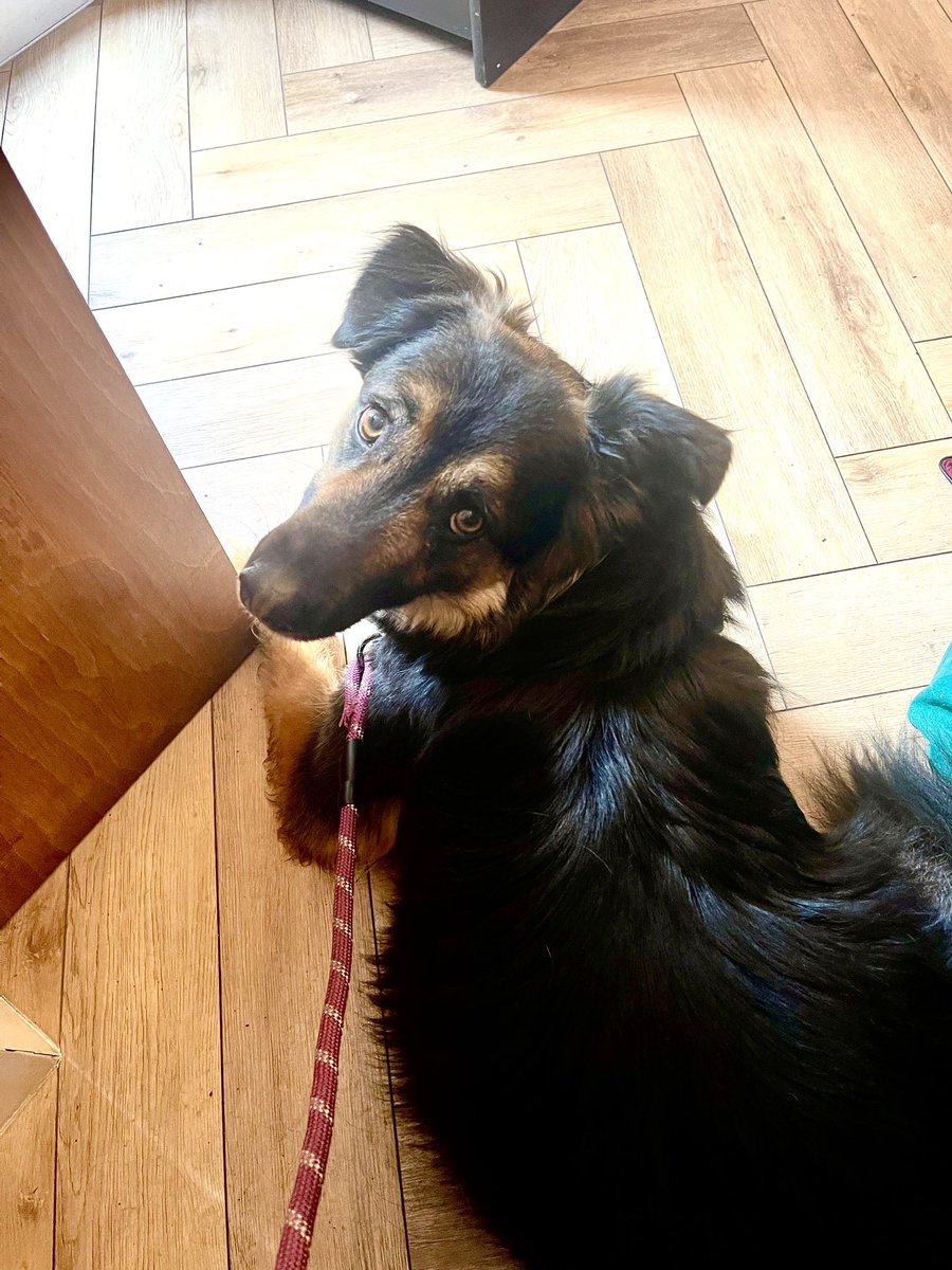 KickLizard7's tweet photo. Having a Sunday lunch and Jack, aka The Dark Lord aka #RescueJack is taking it in his stride for a change. The other diners now breathing a sigh of relief… https://t.co/IarFMwXhWz
