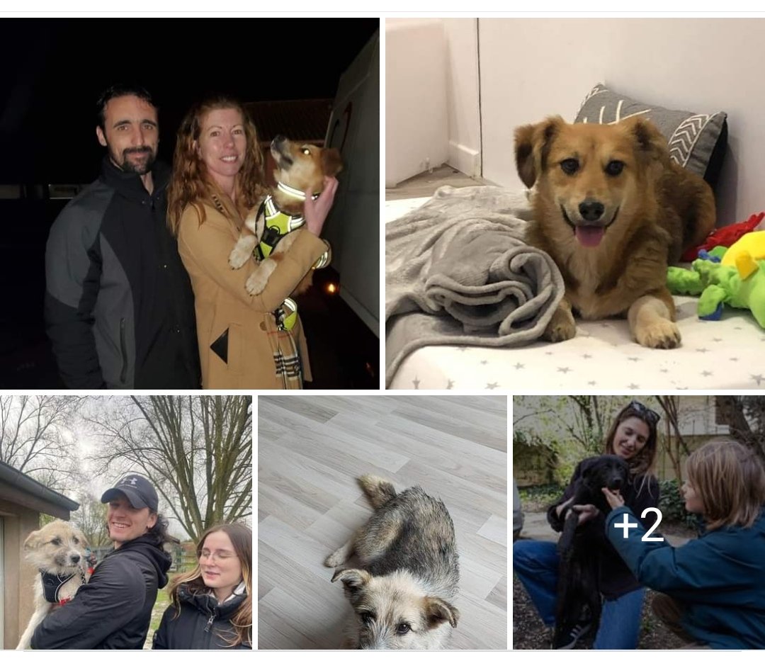 💖 Un merveilleux rapatriement s'est déroulé hier ❤️ 

Adagio, Jessy et Pongo sont maintenant en France au sein de leurs familles respectives...  La grande aventure du bonheur vient de débuter pour eux ! 😍💖 

Merci pour ces adoptions ❤️🙏