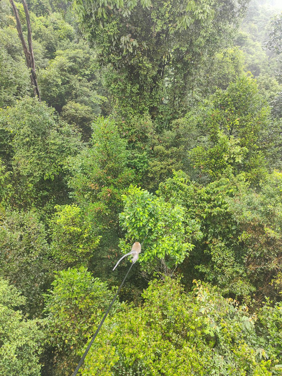 guillemcodo5's tweet photo. Singapur jungle https://t.co/pWrrzQ1QUc