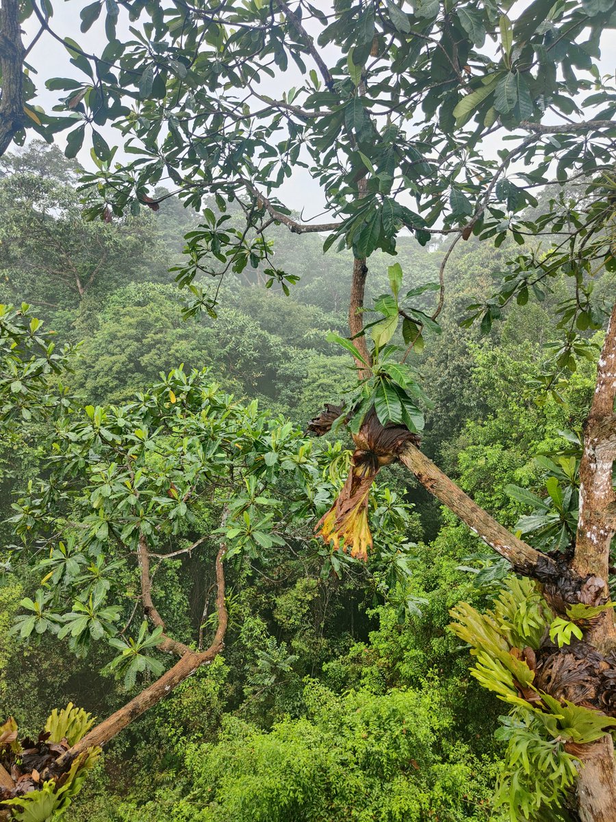 guillemcodo5's tweet photo. Singapur jungle https://t.co/pWrrzQ1QUc