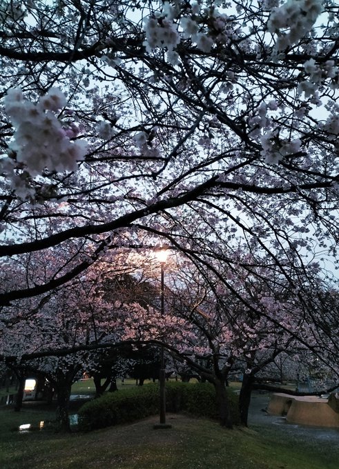 雨だけど花見した 
