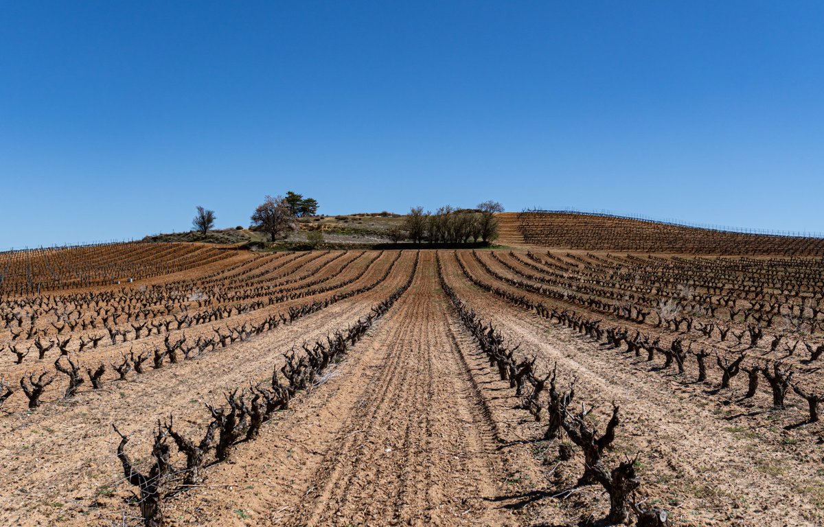 La #primavera llega con los #viñedos podadod y con las #cepas esperando el momento perfecto para brotar

#enoturismo #RiberadelDuero #RutadelVinoRiberadelDuero  #LaRiberadeTodos #riberate #ruta #CastillayLeón