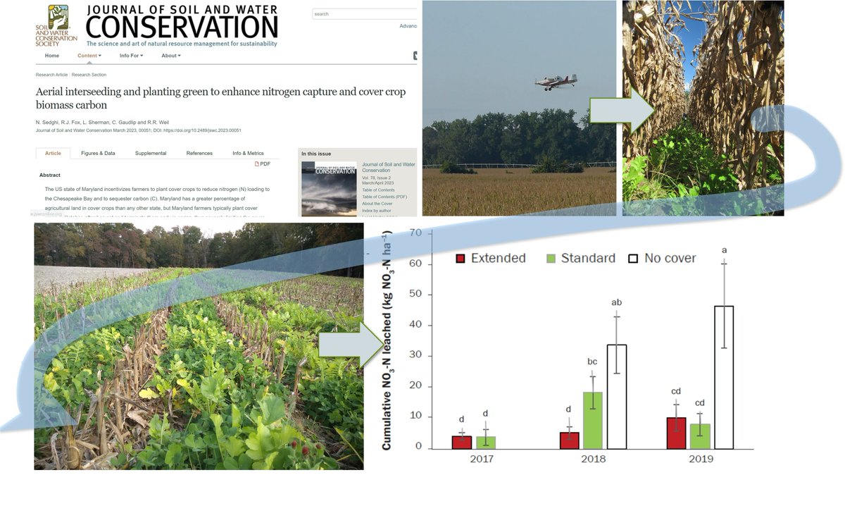 rayweil's tweet image. Our new paper shows aerial #Interseeding deep-rooted #covercrops early before #corn or #soybean harvest reduces #nitrateleaching on average even if stands aren't as uniform as those drilled later. Especially in wet fall (like 2018). jswconline.org/content/early/…