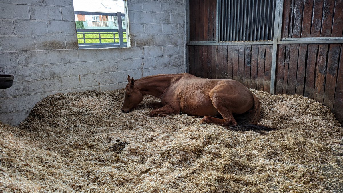 JessWestwood's tweet image. Sunday snooze 😴 for some broodmares and foals! #HappyHorses