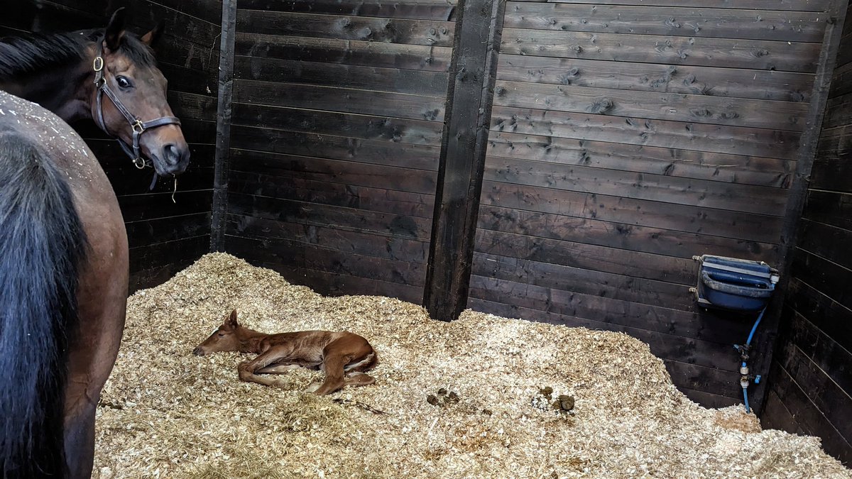 JessWestwood's tweet image. Sunday snooze 😴 for some broodmares and foals! #HappyHorses
