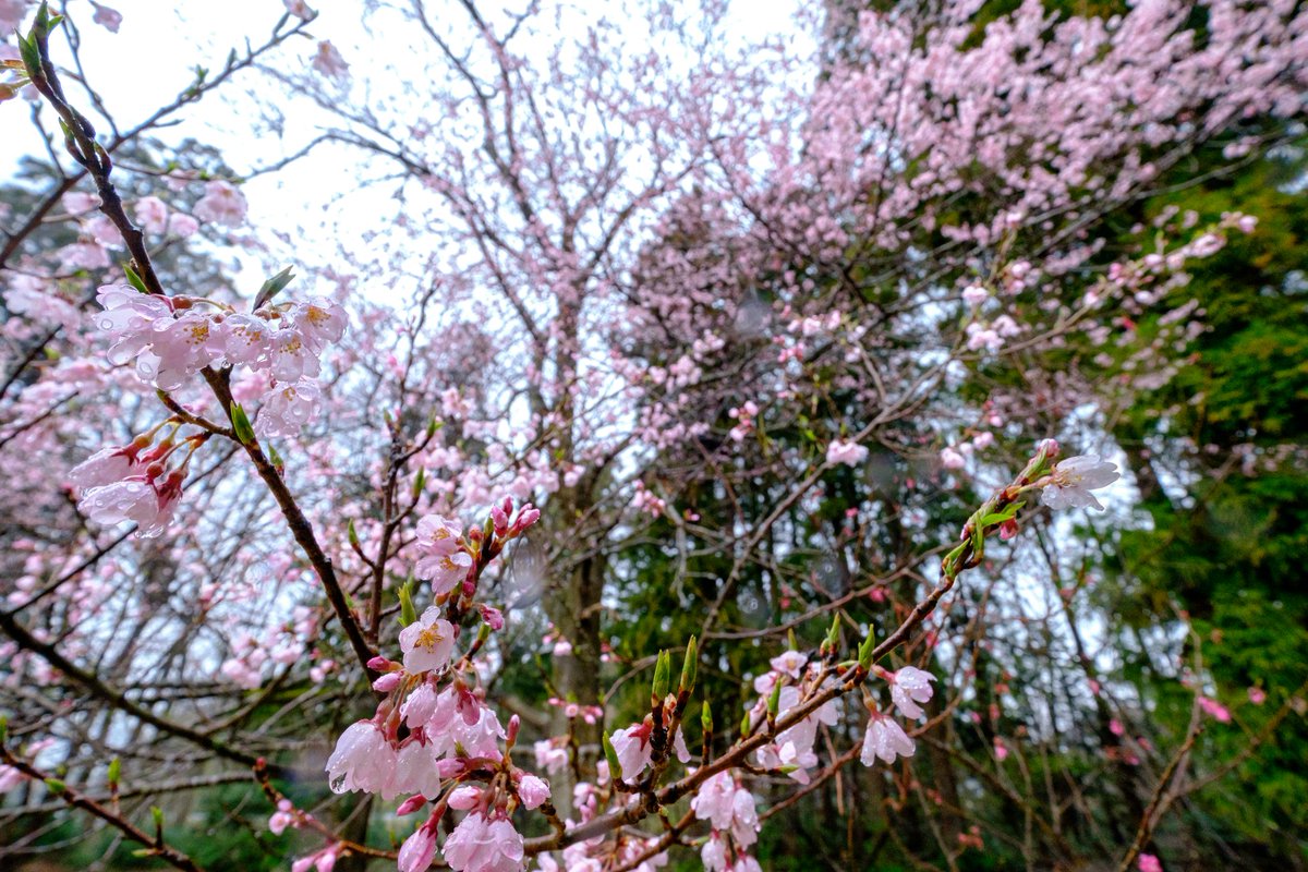 新潟県田上町の梅林公園に行ってみました！
雨の為か散っている花も多かったです。
#新潟 #田上町 #梅 #梅林公園 
#富士フイルム #fujifilm_xseries 
#XH2 #xt3 #xf50140 #xf1024