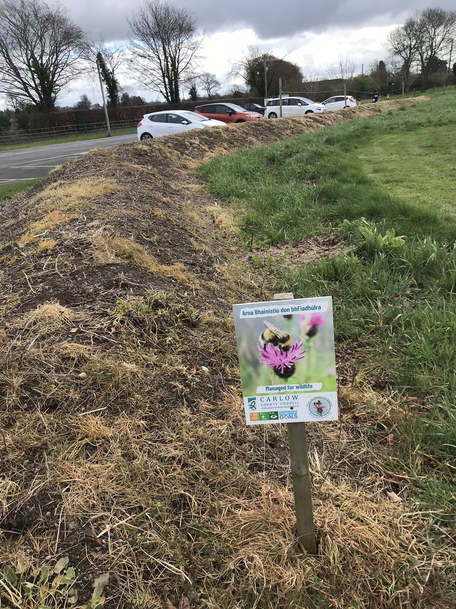 Managed for wildlife.🤔Actual wildflowers like achillea and knapweed sprayed with herbicide to make way for marigolds and cosmos. Local authorities should be leading the way in a biodiversity crisis this is not good enough