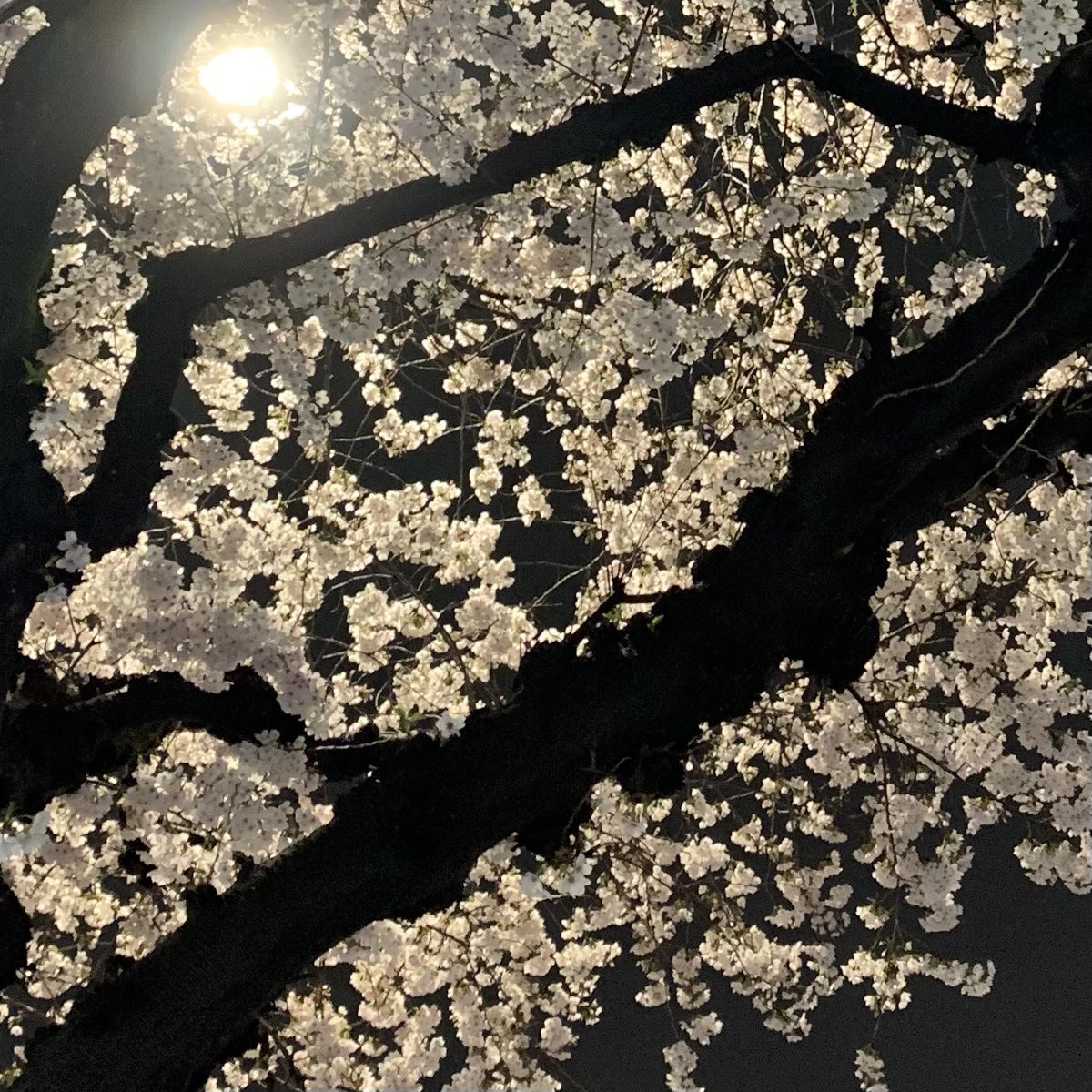 hiryu_tsukasa's tweet image. 皆さま、こんばんは🐉😊✨

夜桜が綺麗ですね🌸🌙
お花見したいなあ🤧🍡

先日Twitterでも投稿させて頂いた、
所属事務所(#WorldCode )の #良知真次 社長(@Rachi__official )とコメント動画&amp;amp;即興歌唱動画をInstagramでも投稿いたしました🤗

宜しければ覗いてください😆

instagram.com/p/CqQNHzhyrWD/…