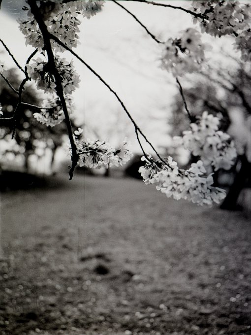 西郷山公園の桜2023#FujicaGS645 #中判カメラ #モノクローム #蛇腹カメラ #フィルムカメラ #自家現像