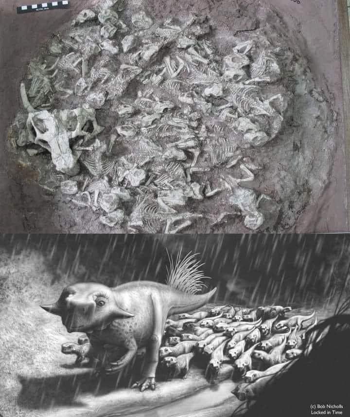 EnsedeCiencia's tweet image. "LA ÚLTIMA GUARDIA"

Lo que podemos apreciar en la imagen superior son múltiples fósiles de crías de Psittacosaurus bajo la protección de lo que parece ser un hermano mayor que los cuidaba antes de morir por un flujo de escombros volcánicos. El descubrimiento de dichos fósiles…