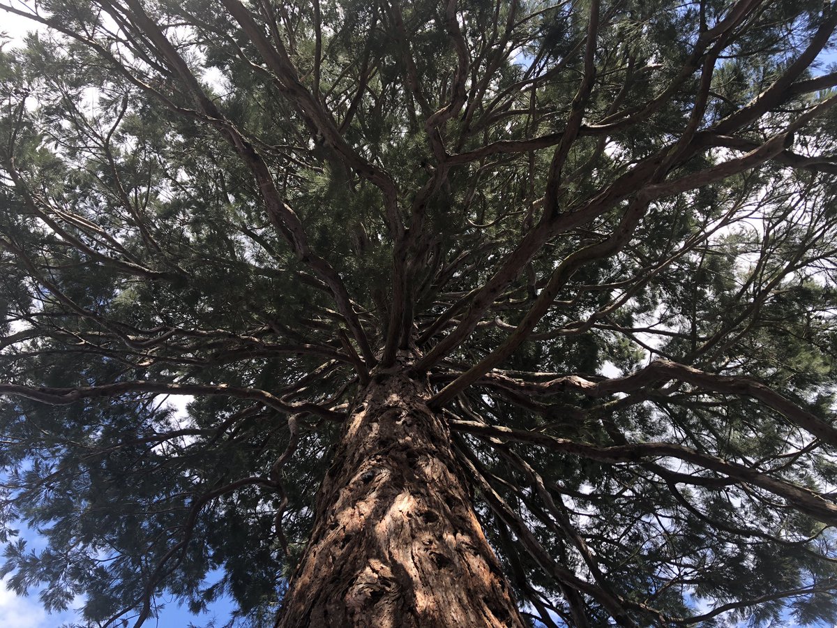 neojaponism's tweet image. 🔖Zen Calligraphy weekend course.
Day 3.  Student’s album.
Much lighter movements and flow!
Well done👏

#shodocourse #Japanese #calligraphy #zencalligraphy #Mindfulness #qi
