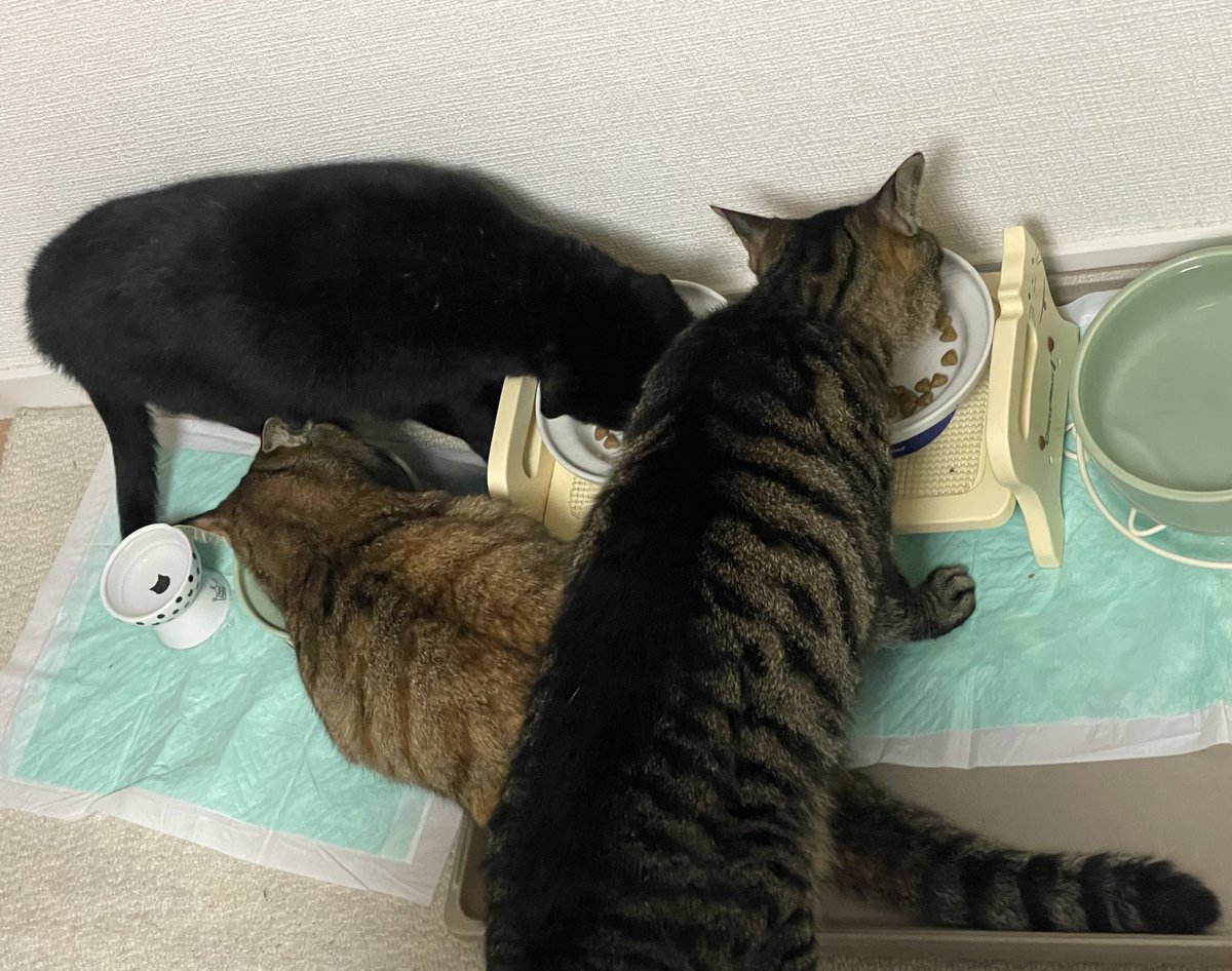 三つ巴で食べてました🤣

昨日は仕事、今日はちょっと出かけた後に実家とあまりのんびりはできませんでしたが、のあ がまあまあご飯を食べてくれたので良い週末でした🐈‍⬛💕

#のあせなもな 
#猫のいる幸せ 
#猫好きさんと繋がりたい