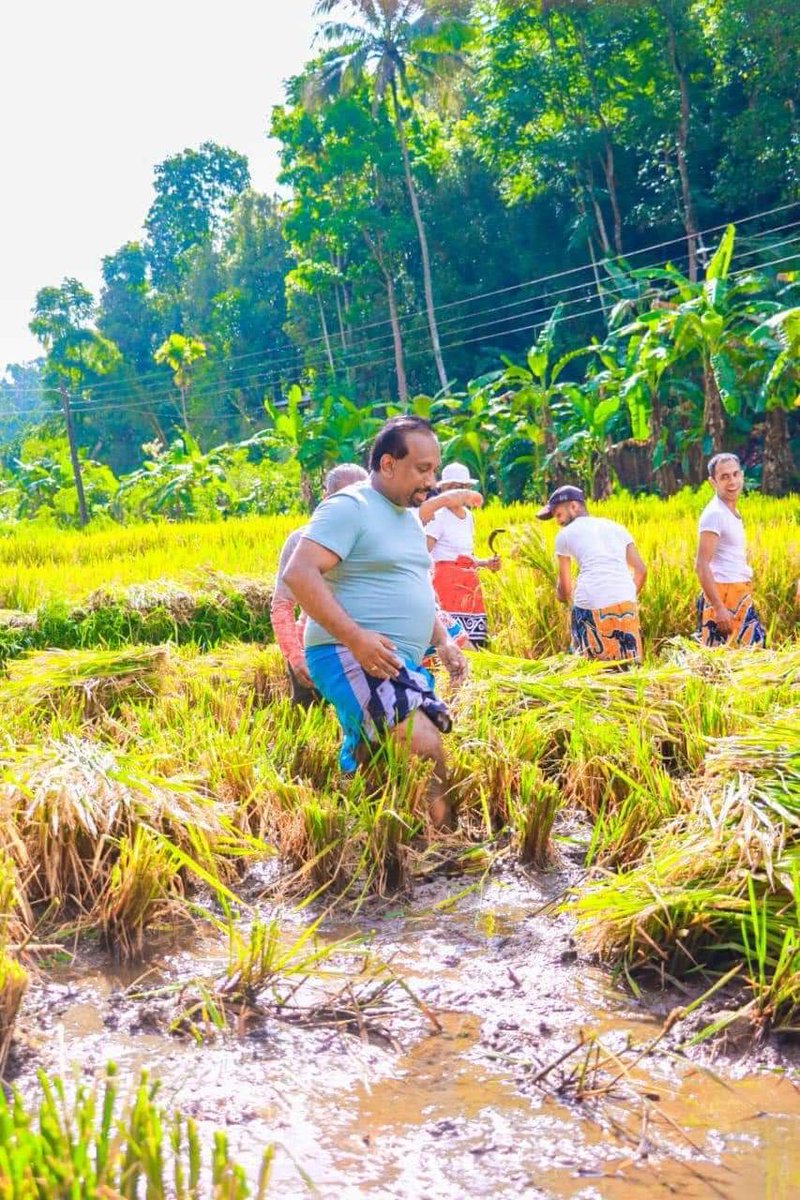 NewsWireLK's tweet photo. 📸 Former Agriculture Minister Mahindananda Aluthgamage participated in a harvesting ceremony of a paddy field in Nawalapitiya https://t.co/IkaiJt7BPV