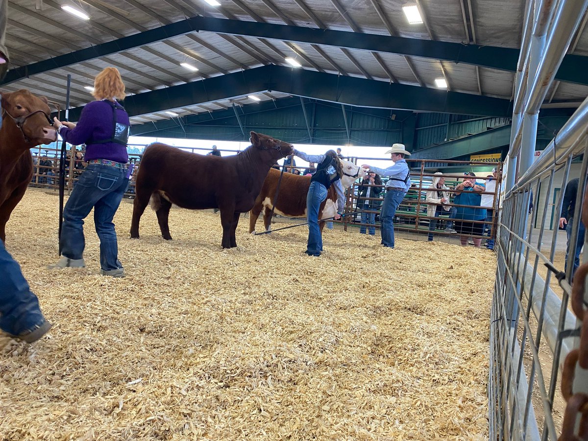 Loryn Gates with her scramble heifer! Third place in glass good job girls! <a href="/WillisISD_CTE/">Willis ISD CTE Center</a>