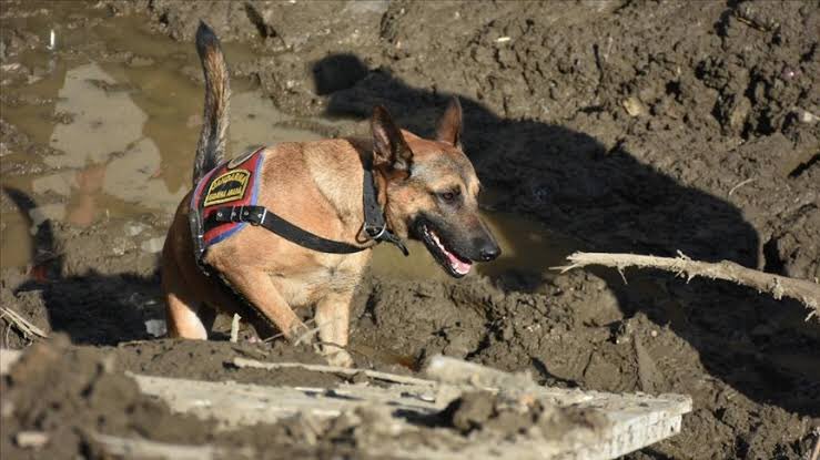 mytornn's tweet photo. Bu köpeğin ülkeye CHP’den daha çok katkısı ve faydası var.  #defne https://t.co/NxqBhRVHoH