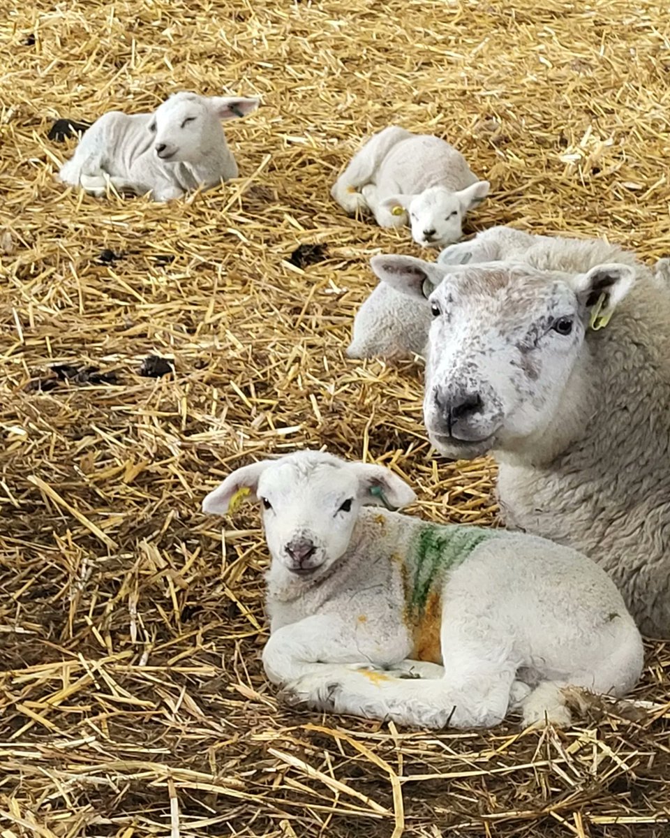 Hannah_23xox's tweet image. This morning we went to #SpringLive @BishopBurton Chloe loved it! She stroked the goats and a Pony, sat on some tractors, saw some small animals, and went round the lambing shed twice 🥰