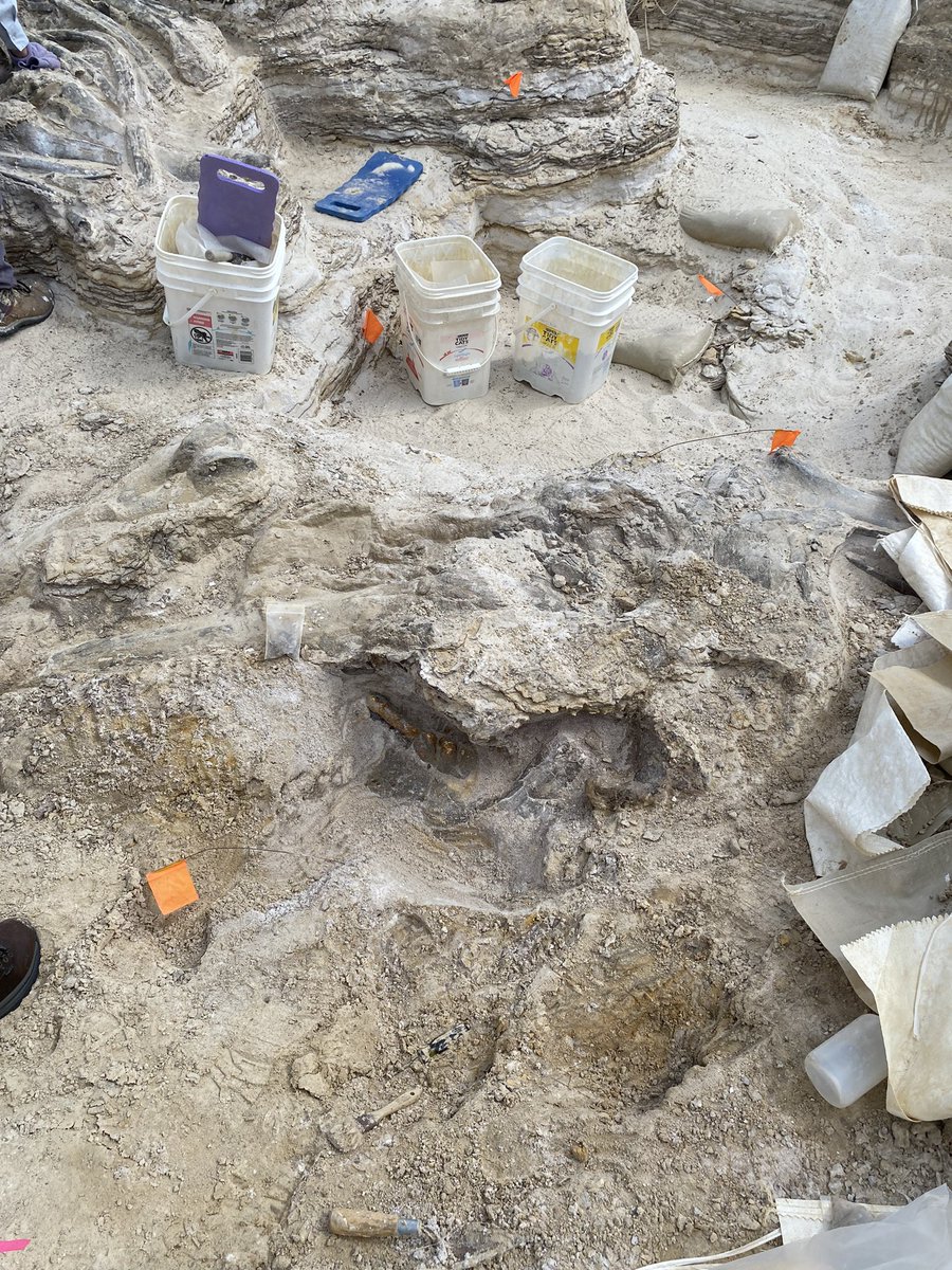 BlochLab's tweet photo. Spring 2023 #Montbrook fossil dig with @FloridaMuseum volunteers has been so exciting! The 5-6 million year old gomphothere bone bed keeps getting bigger. And look at this HUGE skull with tusk intact! #gomphopalooza @UFExplore https://t.co/AM1V6xllqP