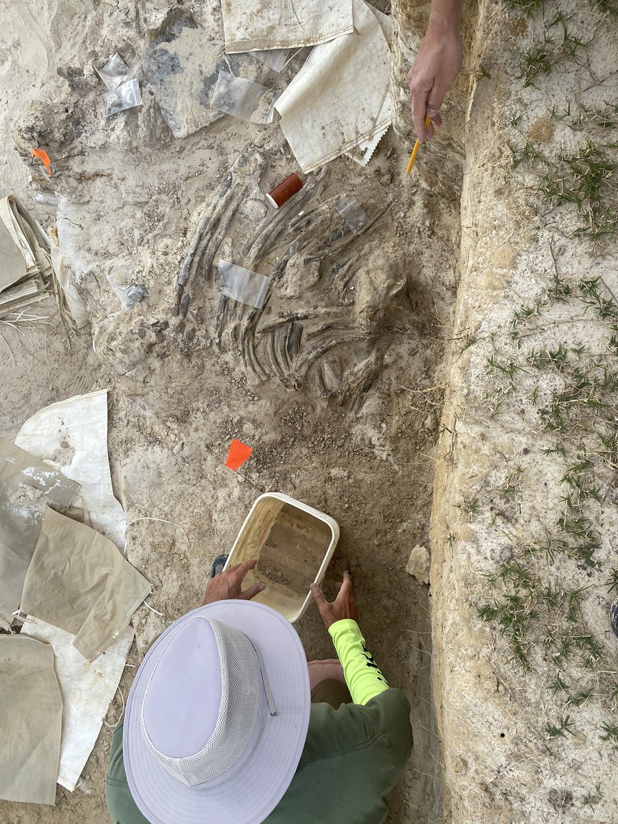 BlochLab's tweet photo. Spring 2023 #Montbrook fossil dig with @FloridaMuseum volunteers has been so exciting! The 5-6 million year old gomphothere bone bed keeps getting bigger. And look at this HUGE skull with tusk intact! #gomphopalooza @UFExplore https://t.co/AM1V6xllqP