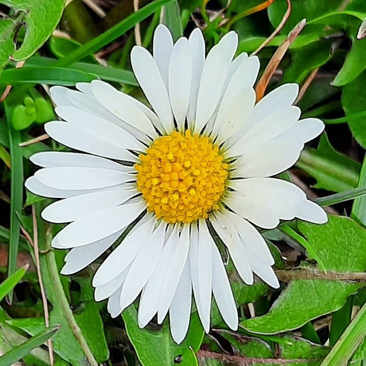 C_M_Kaiser's tweet photo. Es frühlingt gewaltig da draußen in der #Feldmark . . . #Sonntagsspaziergang #Frühling #Gänseblümchen #Löwenzahn https://t.co/yhfWl05Bod