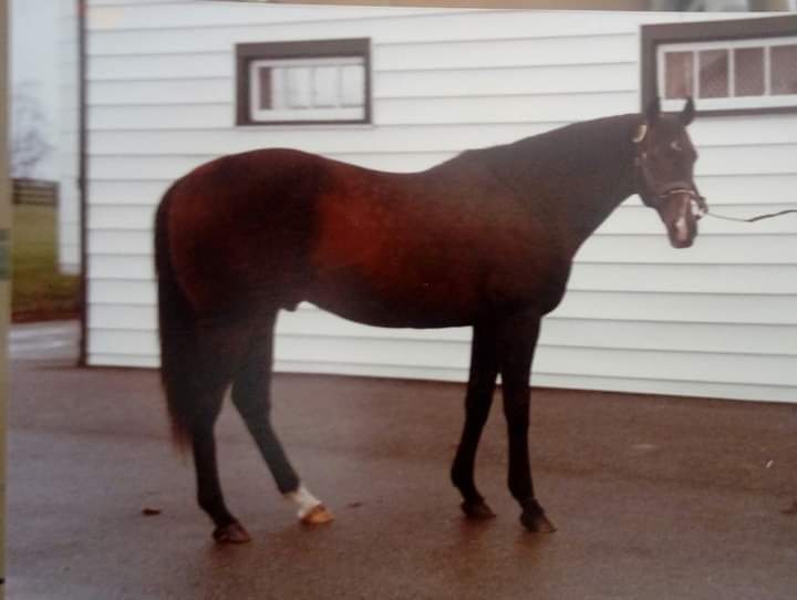 HORSERACING1002's tweet photo. INVERNESS DRIVE (CROZIER) #InvernessDrive
Stakes winner. Stood @millridgefarm 
📷 horseracing100 https://t.co/BPbuINcu0o