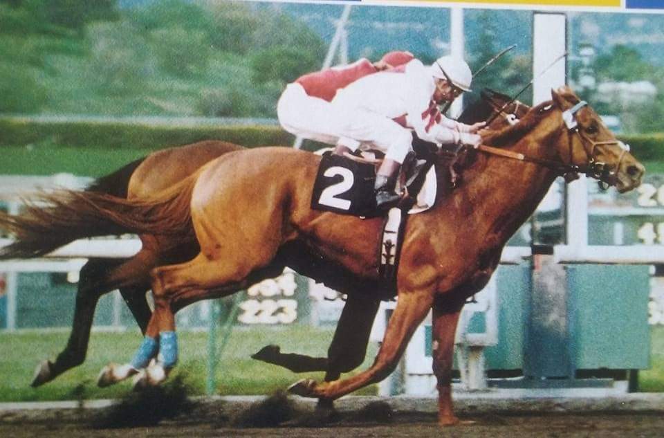 HORSERACING1002's tweet photo. NAEVUS 🇺🇸1980
(MR PROSPECTOR - MUDVILLE BY BOLD LAD)#Naevus
B/ Morris D Krumhorn (Ky) Jan 29, 1980
O/ JR Sturgis
T/ John W Fulton
KEESEP $40,000
8-2-3-2--$111,250
2nd San Felipe S G2, San Rafael S G3,
3rd San Vicente S G2, Santa Anita Derby G1 https://t.co/9dvNc3dN2X