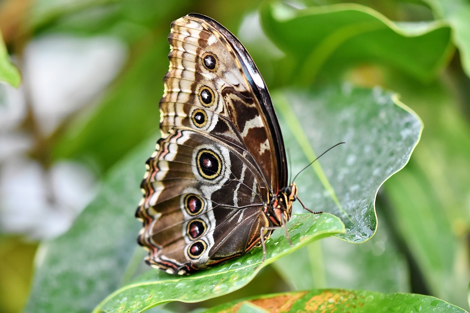 Butterfly 97 . #Nature #JoyPublicity