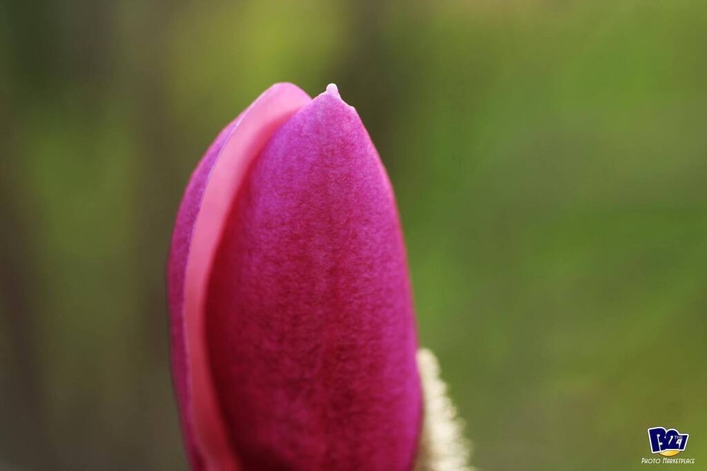 B2the7's tweet photo. Starting to feel a little more like spring.
#nature #photography #louisvillecreators #Louisville #louisvillephotography #canon #canonphotography #streetphotography #pic #picoftheday #picofday #photooftheday #green #sprouts #blooms #spring #natureshot #flowers #macro #macrop… https://t.co/VpQmv8eTVB