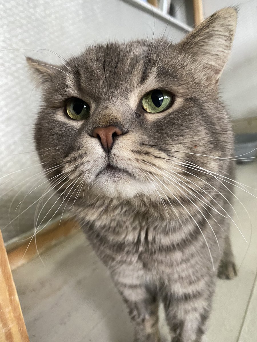 Yuva ilanı📍Adı Gofik dünya tatlısı bu çocuğa yuva arıyoruz ücretsiz sahiplendirilecek Bursa