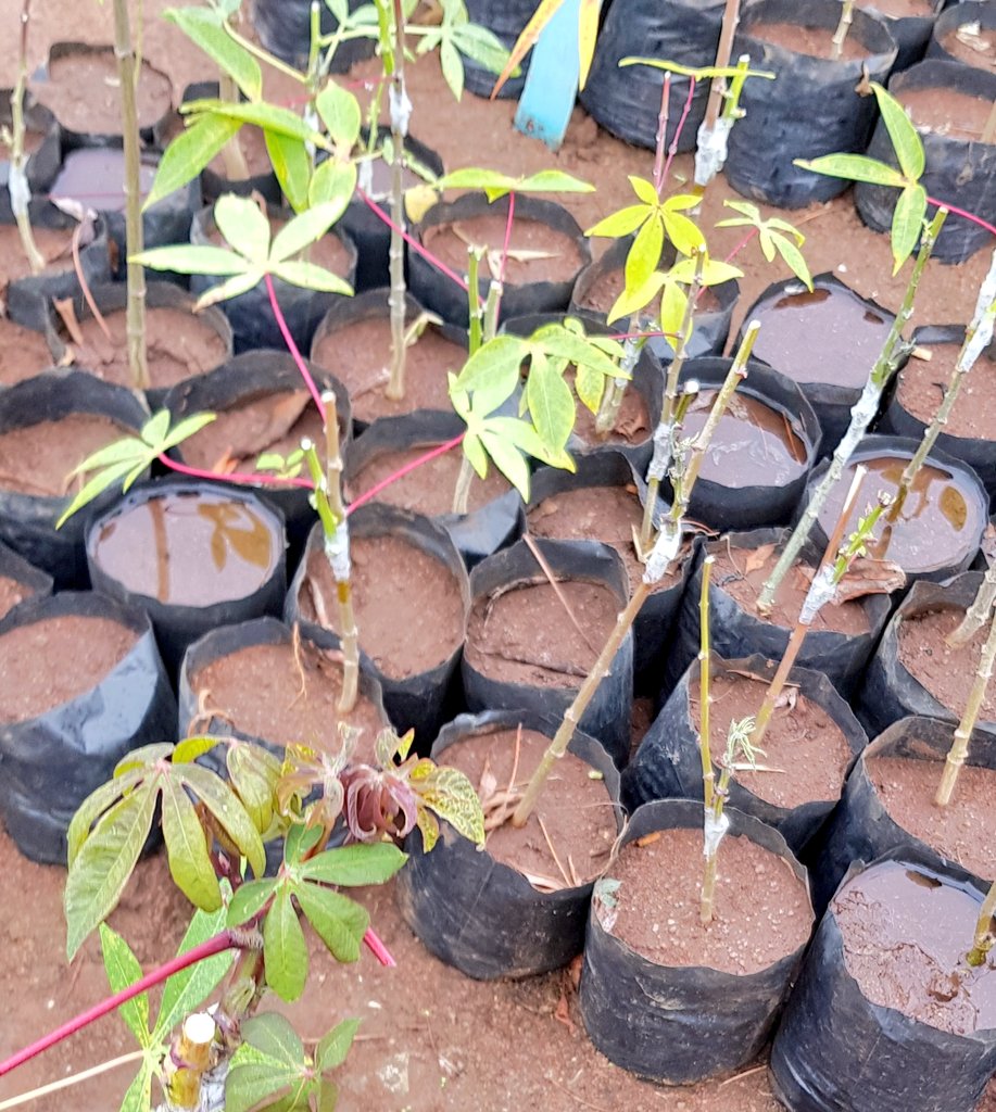 Samar Sheat, Ph.D.🌿 (@samarsheat) on Twitter photo Bringing the lab to the field and transfering technlogy to advance #virus #resistant #screening
with Dr. Kulembeka and his super wonderful team at #TARI Ukuriguru in #Tanzania one of our achivement in <a href="/NextGenCassava/">NextGen Cassava</a> project
And Big thanks for #Nextgenfamily
<a href="/Leibniz_DSMZ_en/">Leibniz-Institut DSMZ</a> Bringing the lab to the field and transfering technlogy to advance #virus #resistant #screening
with Dr. Kulembeka and his super wonderful team at #TARI Ukuriguru in #Tanzania one of our achivement in <a href="/NextGenCassava/">NextGen Cassava</a> project
And Big thanks for #Nextgenfamily
<a href="/Leibniz_DSMZ_en/">Leibniz-Institut DSMZ</a>