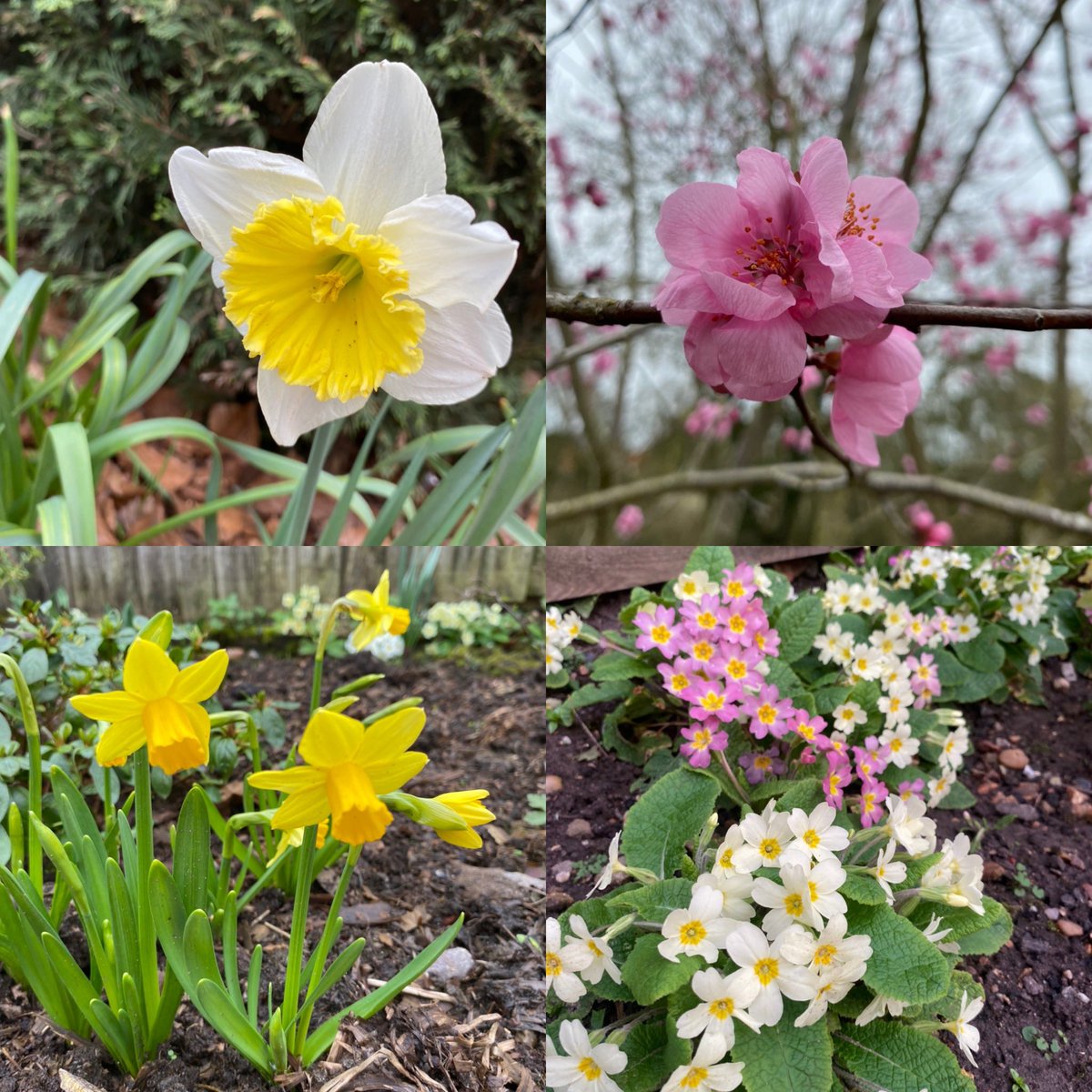 Plenty of spring colour in the garden #garden #daffodil