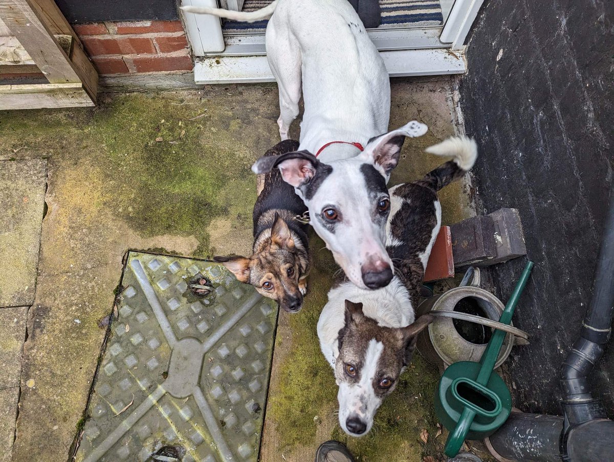 Berty (was Liberty) is adopted. Her foster took her yesterday and stayed overnight nearby to make sure she settled ok. She was a little unsure but has been cuddling and kissing. She has been adopted by Izzy’s adopter ❤️ Lu, Izzy and Berty ❤️ Thanks for helping get her here