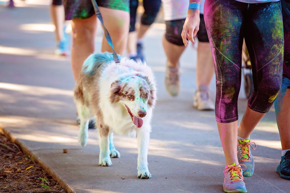 BrandywineSPCA's tweet photo. Run, don't walk! to register today for our #WalkForPaws and get $5 off the 5K #ColorRun registration! We can't wait to see you April 29th at West Goshen Community Park. https://t.co/ncOuycuONH https://t.co/K3R5jyTdmz