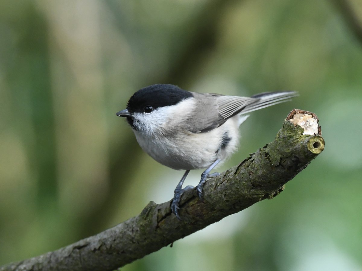 One of the two Marsh Tit's at Gorsehill Wood.