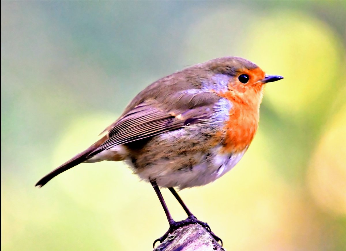 PeterMClayton's tweet photo. Our Robin on their favourite perch https://t.co/D802rrWqR0