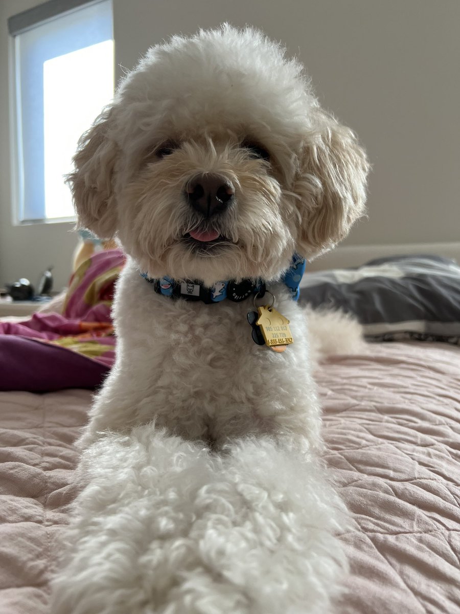 Nearing the end of my Japan/Korea 2023 trip and ngl, I’m excited to see my baby boys soon 🥺