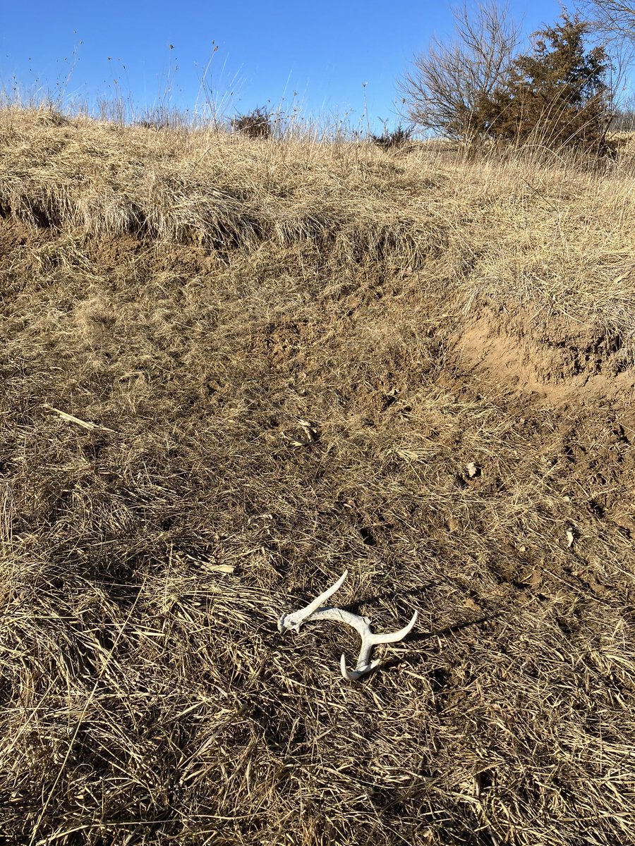 Tines up!! #Shedrally @WhitetailPropTV #Shedhunting @BucksofOhio