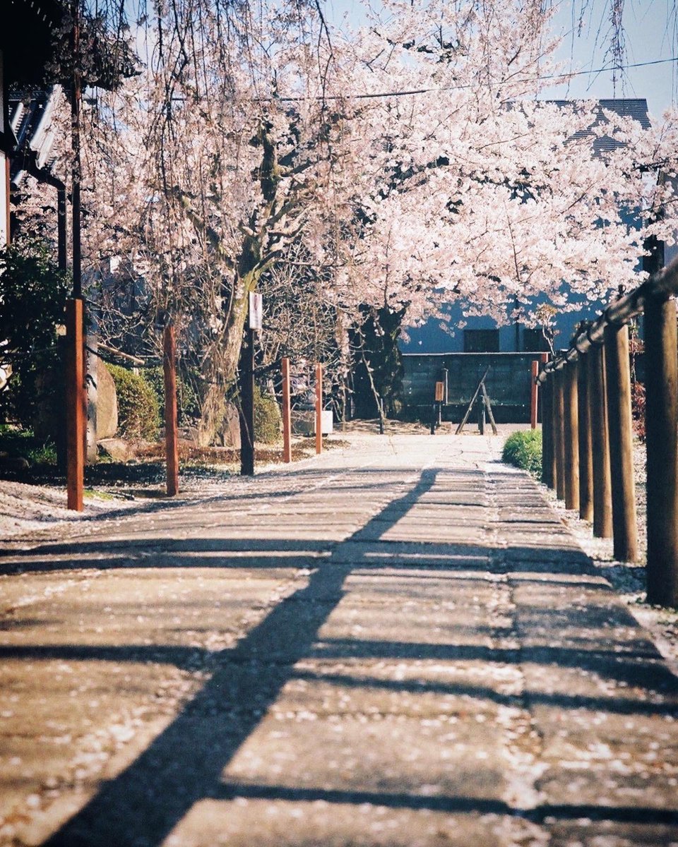 「春の色々。2022年の写真です。今年の京都には人が多そうです。 」|YUYU(頼志青)のイラスト