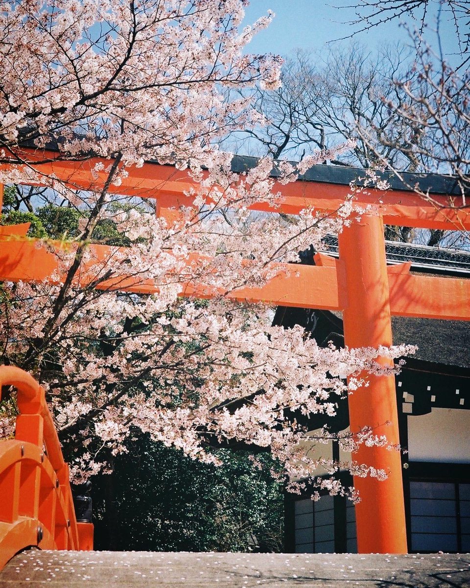 「春の色々。2022年の写真です。今年の京都には人が多そうです。 」|YUYU(頼志青)のイラスト