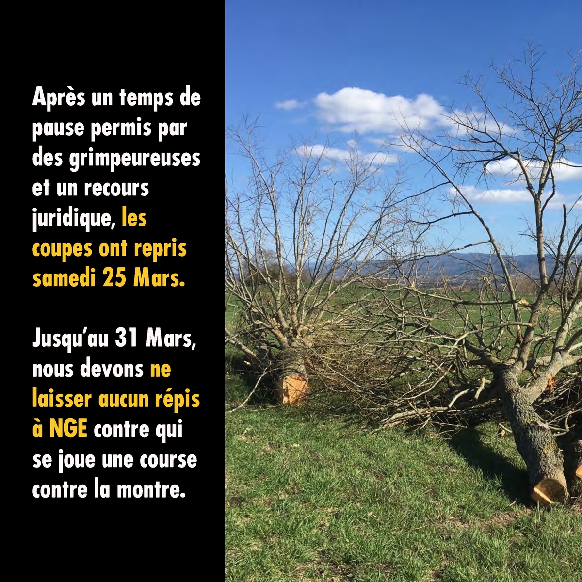 xr_toulouse's tweet photo. 🛣️ #A69 : APPEL À SOUTIEN 💪
D’ici 6 jours, plus aucun arbre ne pourra être abattu 🌳 (détails dans les visuels ci dessous).

Le projet d’Autoroute A69 dépendant énormément de la coupe de ces arbres, NOUS AVONS BESOIN DE VOUS POUR TENIR PENDANT CES 6 JOURS !!!
#StopA69 https://t.co/MiMKMtC6Eh