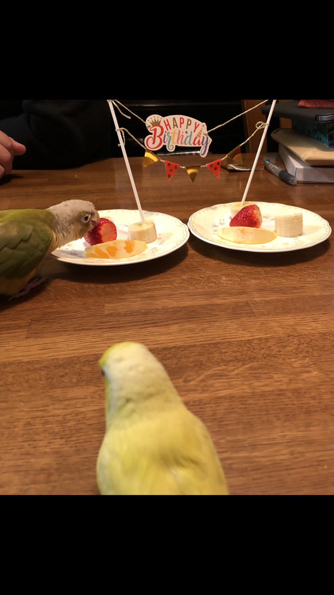siokoshou3's tweet photo. 今日はトッポ🐤の3歳のお誕生日🎉
私達に毎日癒しと笑顔をくれてありがとう♡ https://t.co/nQxTS7Eq4T