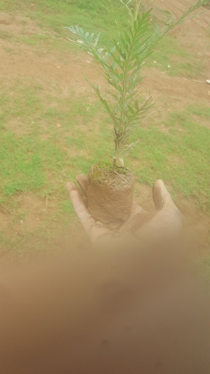 RukundoRwanda's tweet photo. Holding A Tree, Planting A Tree means Playing A Role In Environment Sustainability And Climate Protection. Reducing Carbon Blueprints 
Let's Go Green #Rwanda #Kamonyi 
@CeSaOrganizati1 @GreengoalR @pigs_farm @Kamonyi @uruhimbi https://t.co/NAblOMKT8u