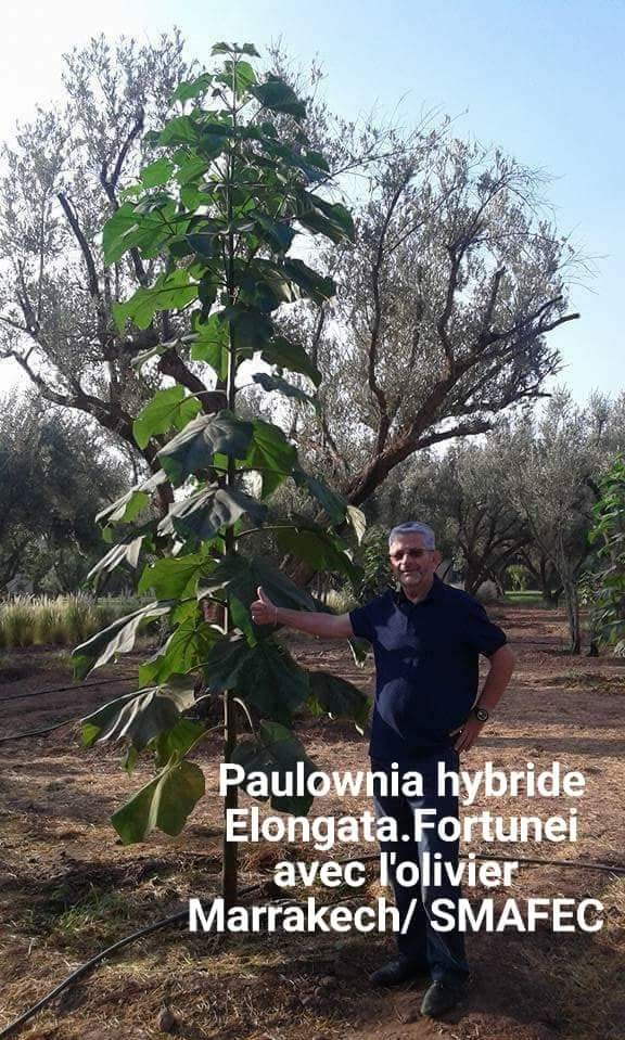 A chacun son arbre ! 
Le paulownia hybride Elongata.Fortunei issu de la culture 
in vitro est  devenu une passion pour de nombreux marocains  pour sa  croissance rapide et son caractère polyvalent :  bois noble,  miel de qualité, fourrage et pour aspect ornemental.