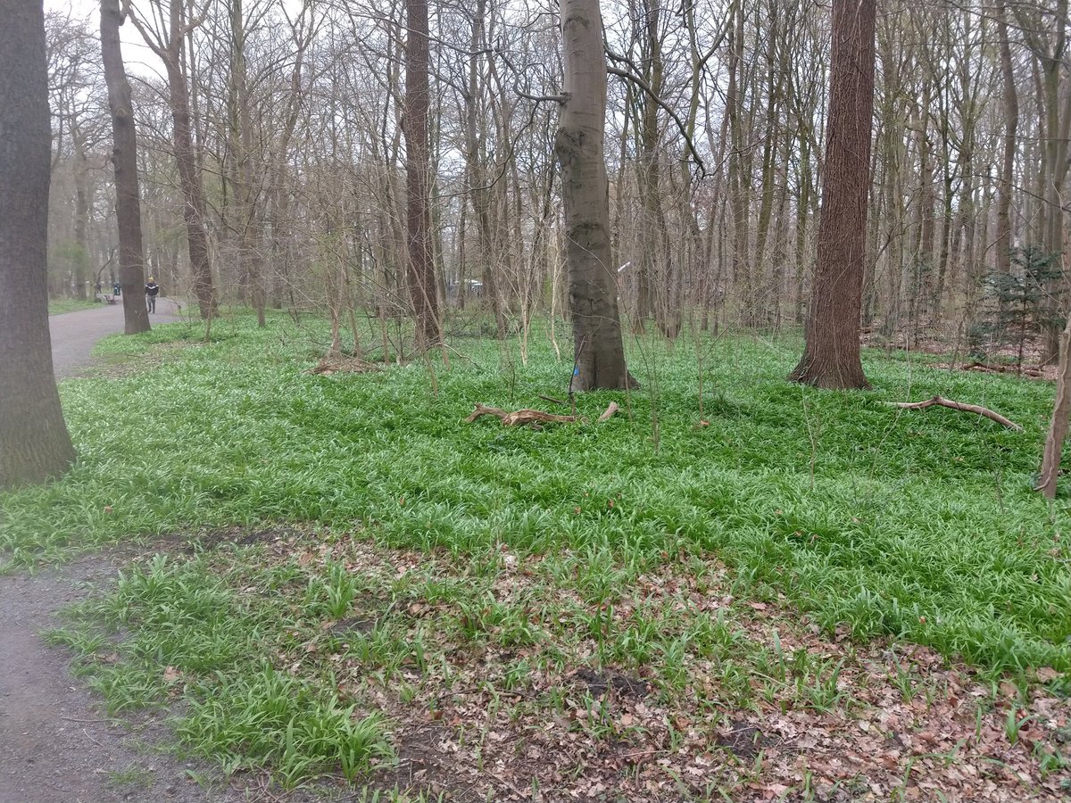 MitteHannover's tweet photo. Frühlingserwachen! Könnte   @Hannover den #Wunderlauch (Allium paradoxum) in der #Eilenriede nicht ernten und vermarkten lassen? 
Regionales Lebensmittel für Pesto etc., lokale Wertschöpfung und Chance für mehr Artenvielfalt! https://t.co/Tc2bup16RB