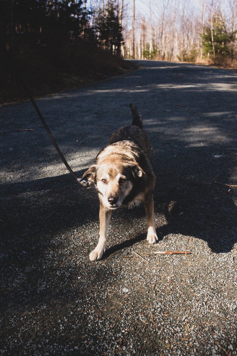 Annie__Bee's tweet photo. Even though we're not staying in the city at the moment, I'm still finding time to make it to Point Pleasant Park for Dogs of Halifax!

This is Mabel, and even though her owner said that she doesn't like her photo being taken, she seemed pretty happy with me!

#DogsOfHalifax https://t.co/P8W6X1tWuQ