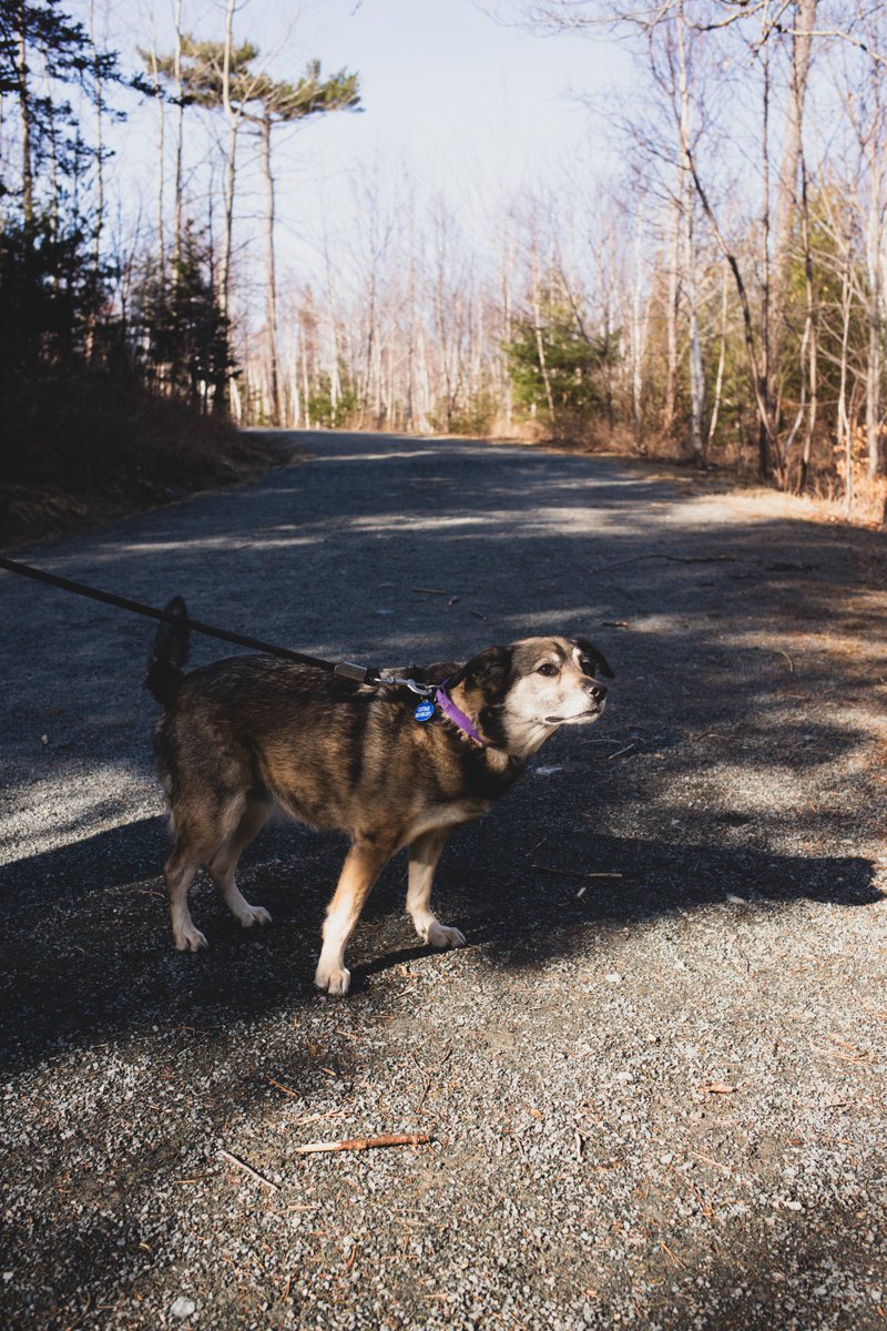 Annie__Bee's tweet photo. Even though we're not staying in the city at the moment, I'm still finding time to make it to Point Pleasant Park for Dogs of Halifax!

This is Mabel, and even though her owner said that she doesn't like her photo being taken, she seemed pretty happy with me!

#DogsOfHalifax https://t.co/P8W6X1tWuQ