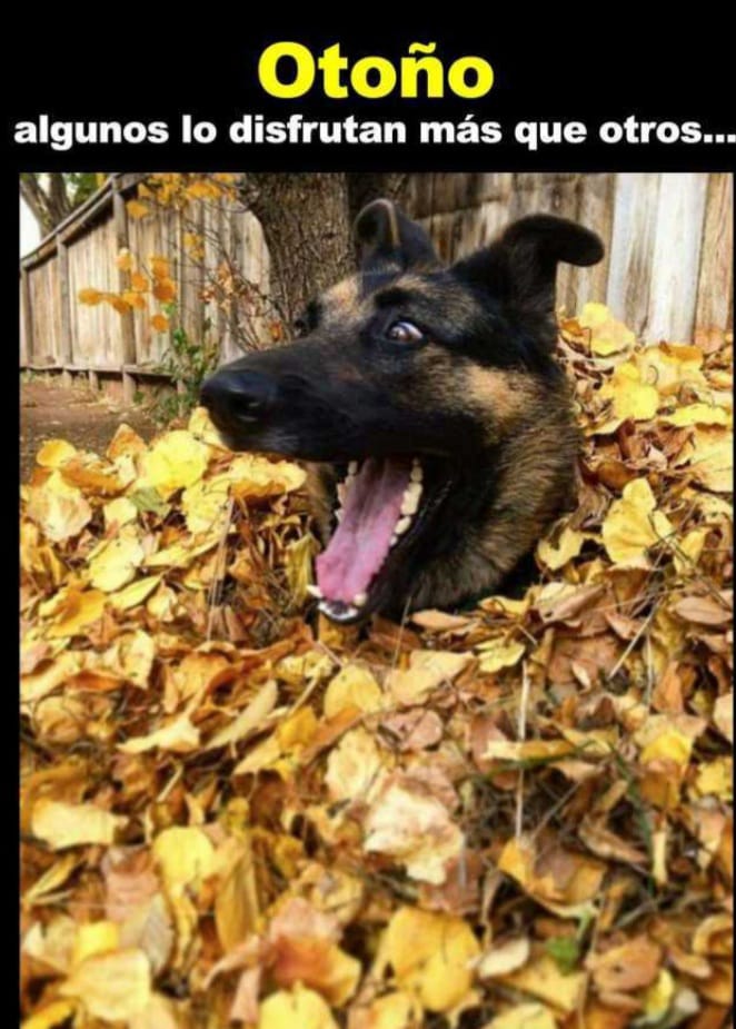 Radio_delaCosta's tweet photo. #otoño #Domingo #humordedomingo #Radio #otoño #hojas #hojassecas #perros #humordeperros https://t.co/gy9QknN5Xl