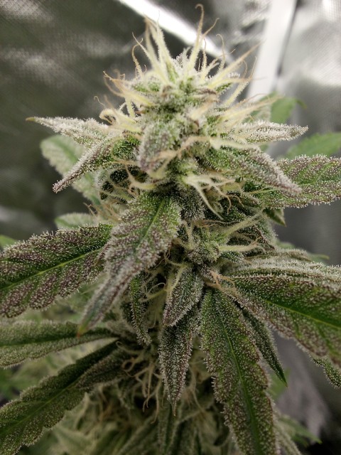 A tip from one of my sour apple autos from @humboldtseeds They got another few weeks before I pluckem